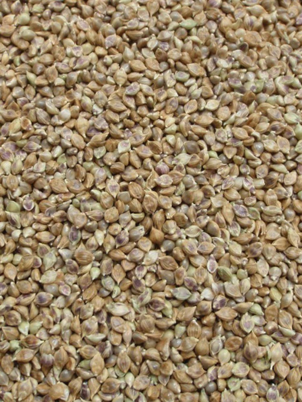 Japanese Millet